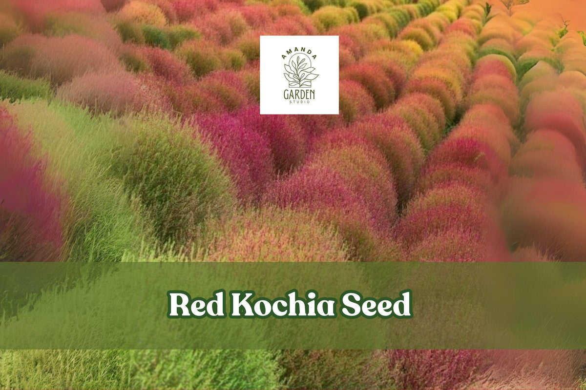 Red Kochia Seeds - Exotic Mexican Fire Plant, Summer Cypress, Bassia scoparia, Drought-Tolerant, Full Sun, 50 Seeds