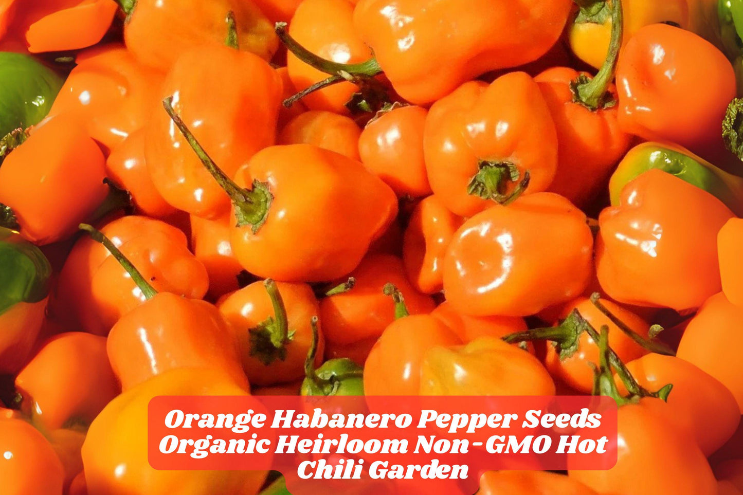 Organic Orange Habanero Pepper Seeds | Heirloom Chili Seeds for Spicy Garden, Non-GMO, Full Sun, 100 Pack