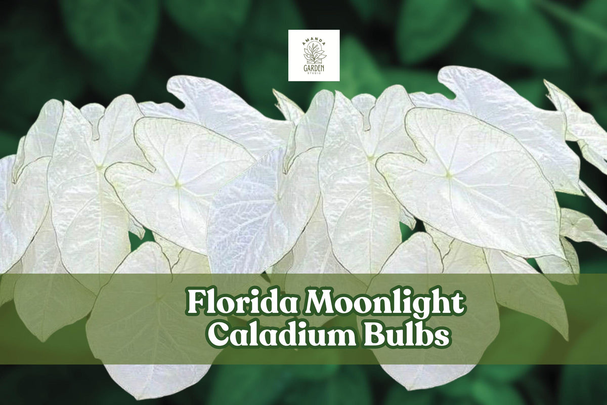 Florida Moonlight Caladium Bulbs – White & Green Foliage for Shady Gardens & Containers – Caladium bicolor