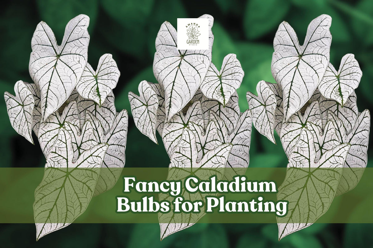 2 Fancy Caladium Bulbs for Planting – Colorful Foliage, Tropical, Shade-Loving, Caladium bicolor