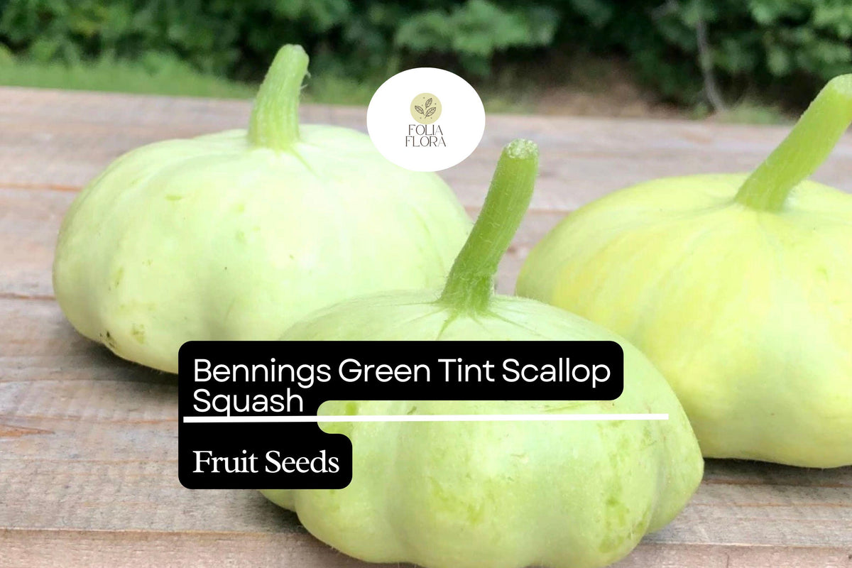 Benning’s Green Tint Scallop Squash Seeds | Heirloom Cucurbita pepo Summer Garden Planting Pack