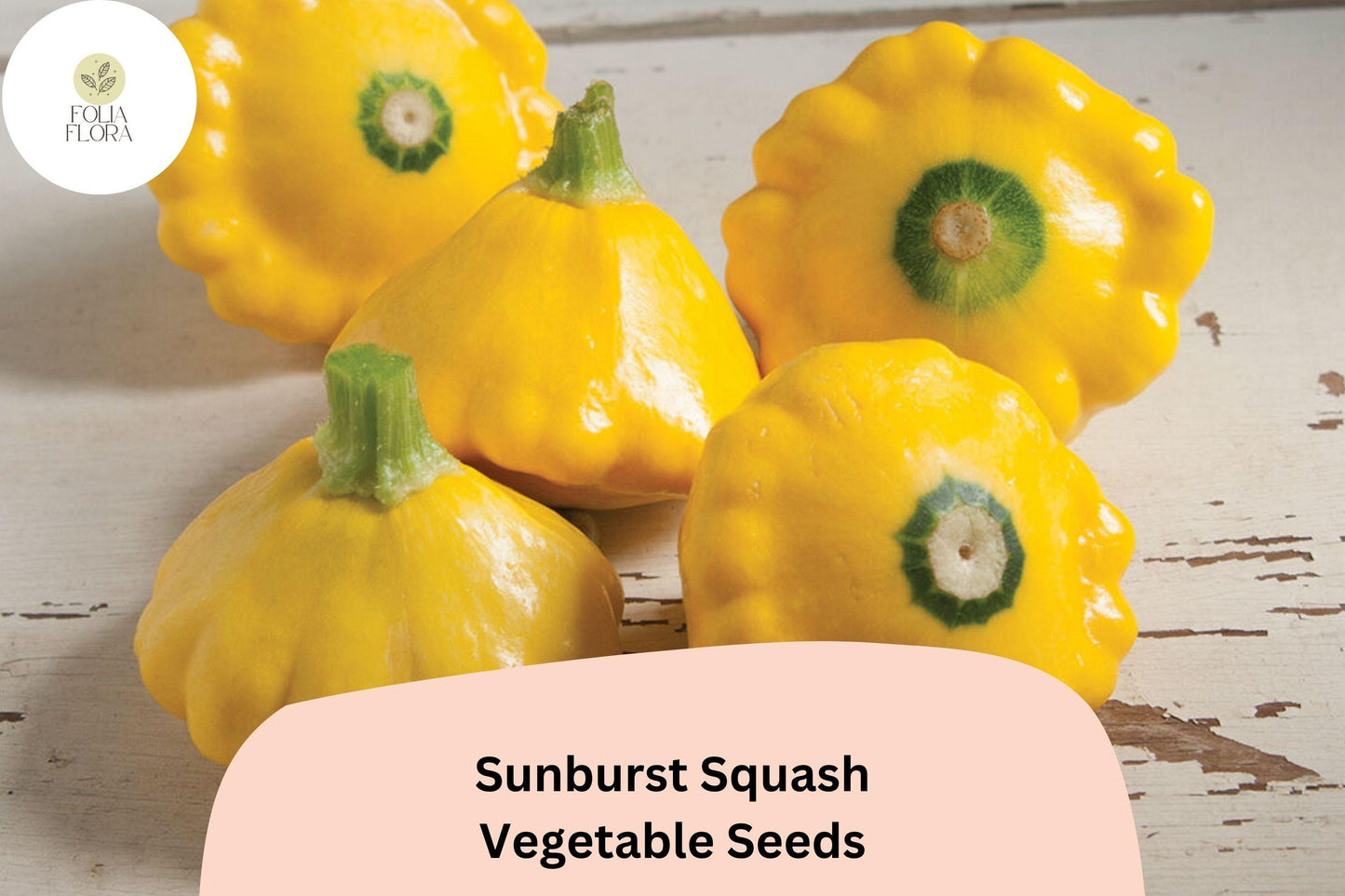 Sunburst Squash Seeds | Yellow Patty Pan Heirloom Vegetable Cucurbita pepo | 25+ Seeds for Container & Garden Planting