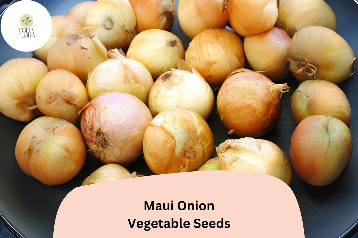 Maui Onion Seeds | Sweet Mild Flavor for Salads & Grilling | Allium cepa | 500+ Seeds