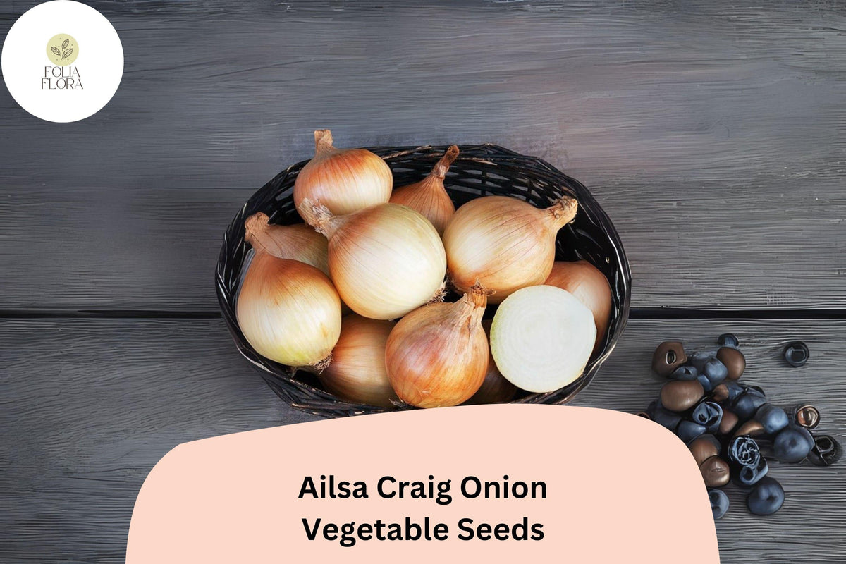 Ailsa Craig Onion Seeds, Heirloom Giant Sweet Allium cepa, 500+ Seeds for Large Bulbs, Gourmet Flavor, Full Sun Garden Plant