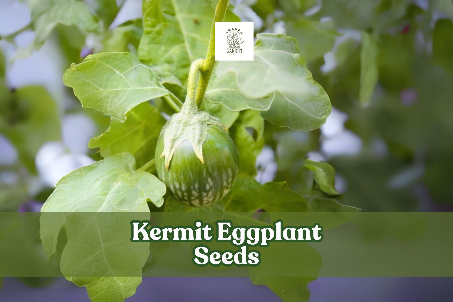 20+ Kermit Eggplant Seeds – Thai Round Variety, Solanum melongena, Compact Bushy Plants for Container Gardening and Cooking