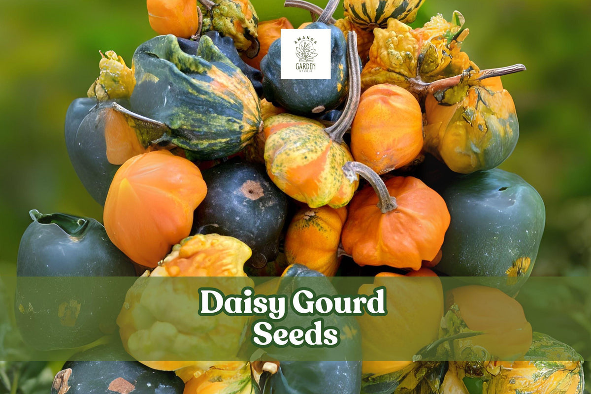 Daisy Gourd Seeds – Ornamental Cucurbita pepo for Fall Decor, Centerpieces & Crafts, Vining Annual Plant