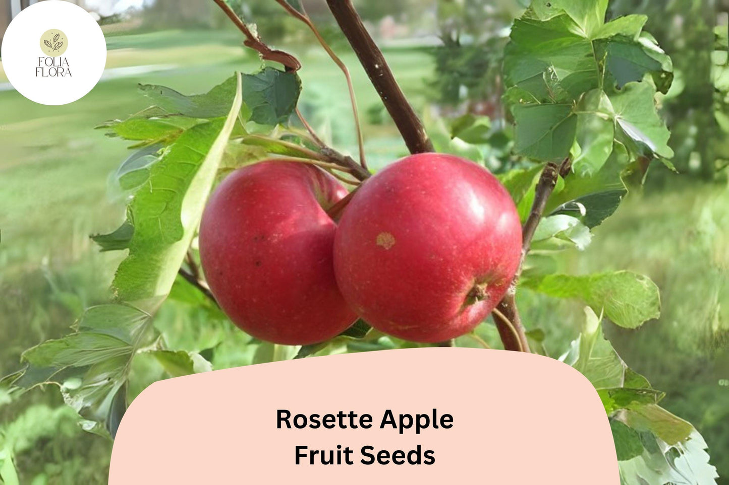 Rosette Apple Seeds (25+) | Red-Fleshed Malus domestica, Ornamental & Edible Fruit, Unique Pink-Red Interior