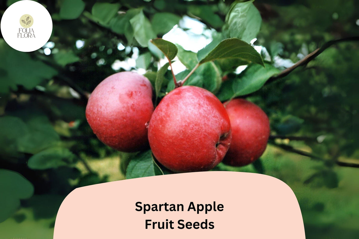 Spartan Apple Seeds, Heirloom Malus domestica, Red Juicy Fruit for Orchard & Garden, 25+ Seeds