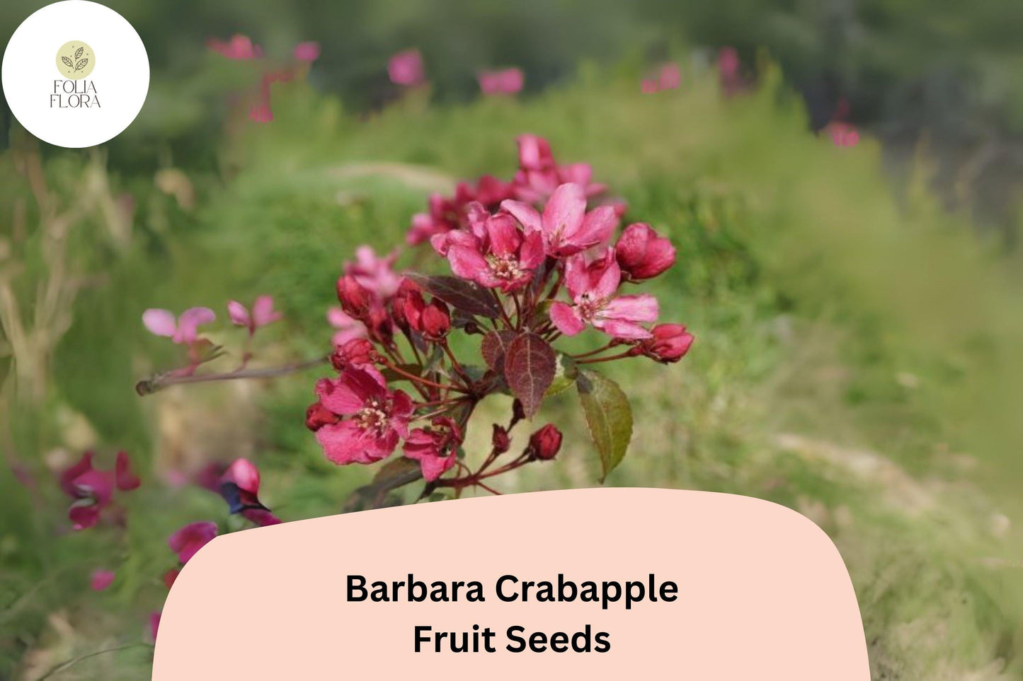 Barbara Crabapple Seeds | Malus 'Barbara' | Ornamental Flowering Tree with Pink-Red Blossoms