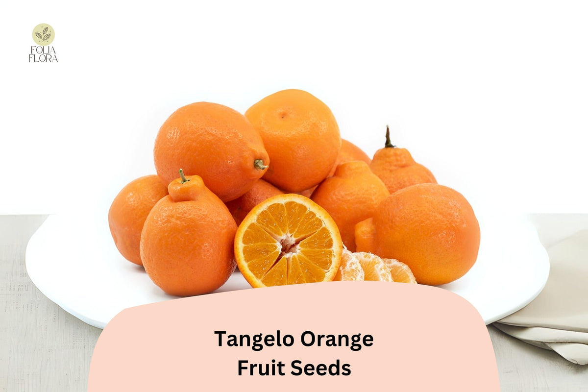 Tangelo Orange Seeds | Juicy Hybrid Citrus | Citrus × tangelo Fruit Seeds for Home Growing