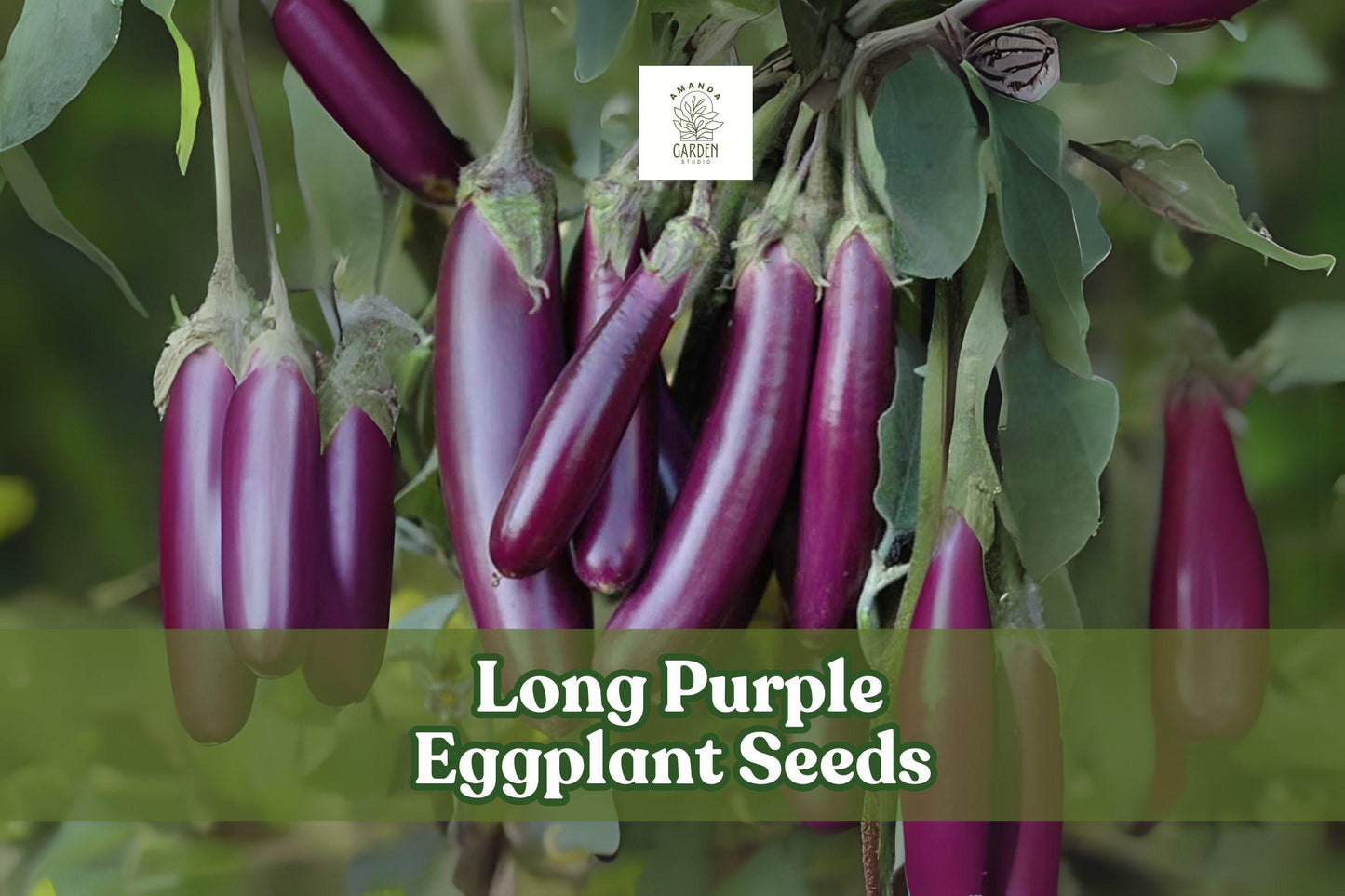 250 Long Purple Eggplant Seeds – Solanum melongena Heirloom Non-GMO Vegetable for Home Gardens