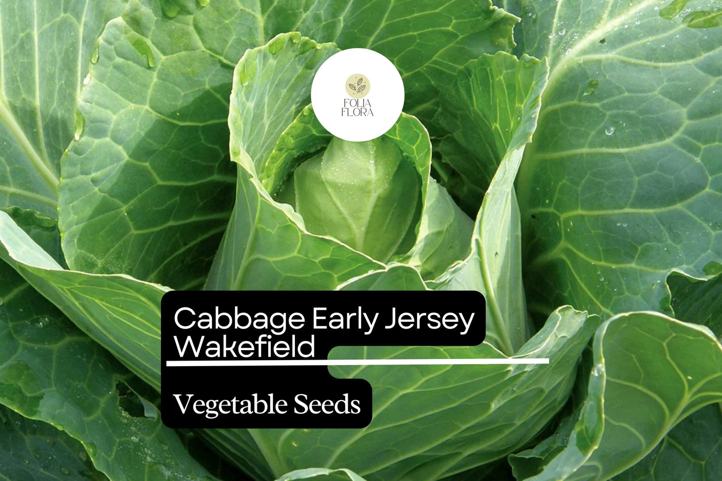 Jersey Wakefield Cabbage Seeds – Heirloom Brassica oleracea, Early Maturing Pointed Head, 500+ Bulk Pack for Garden Planting