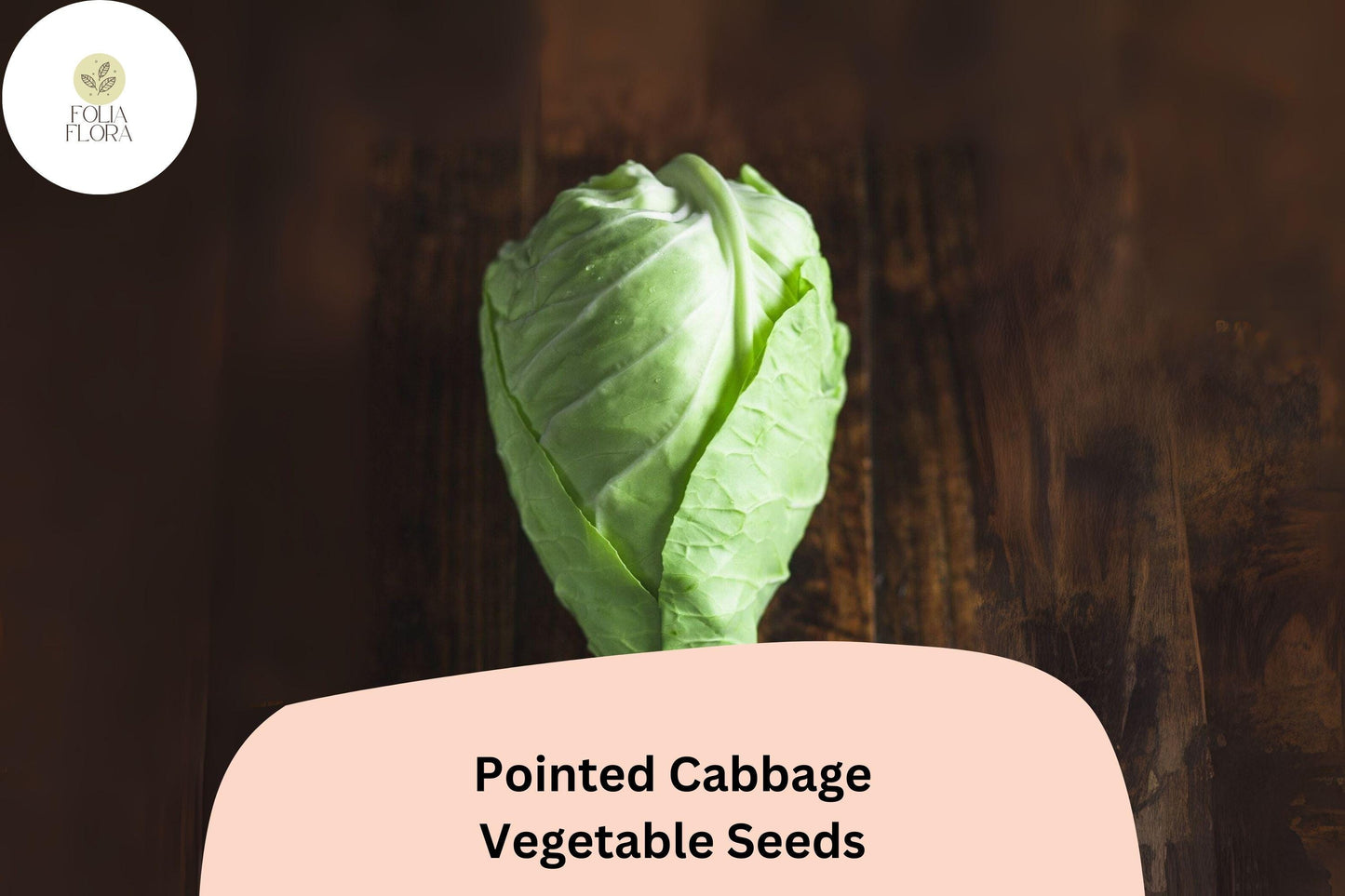 Pointed Cabbage Seeds 500+ | Cone-Shaped Brassica oleracea var. capitata | Tender, Sweet, Early-Maturing Vegetable