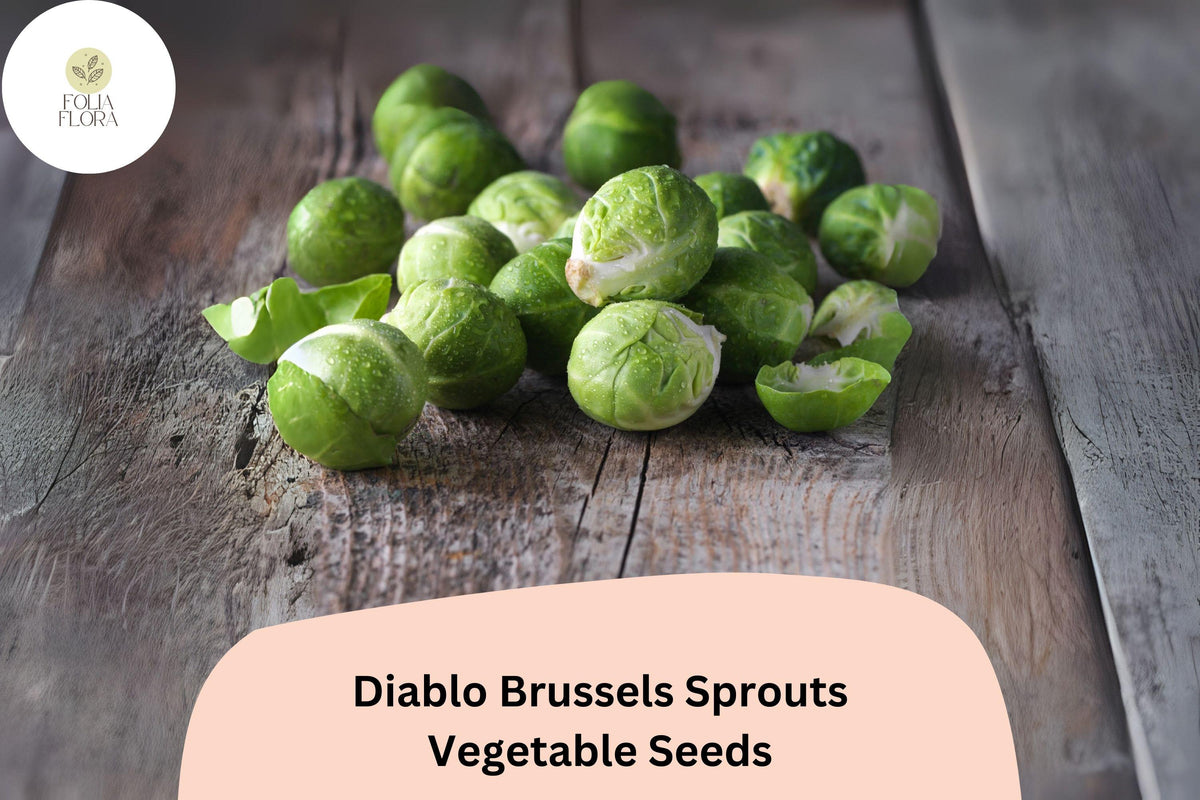 500+ Diablo Brussels Sprouts Seeds | Brassica oleracea var. gemmifera | Early-Maturing Hybrid Sprout Seeds for Garden Planting
