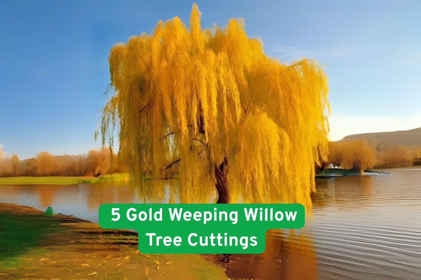 Gold Weeping Willow Tree Cuttings - Salix alba ‘Tristis’ for Bonsai, Landscaping & Garden Shade, Fast Growing, Set of 5