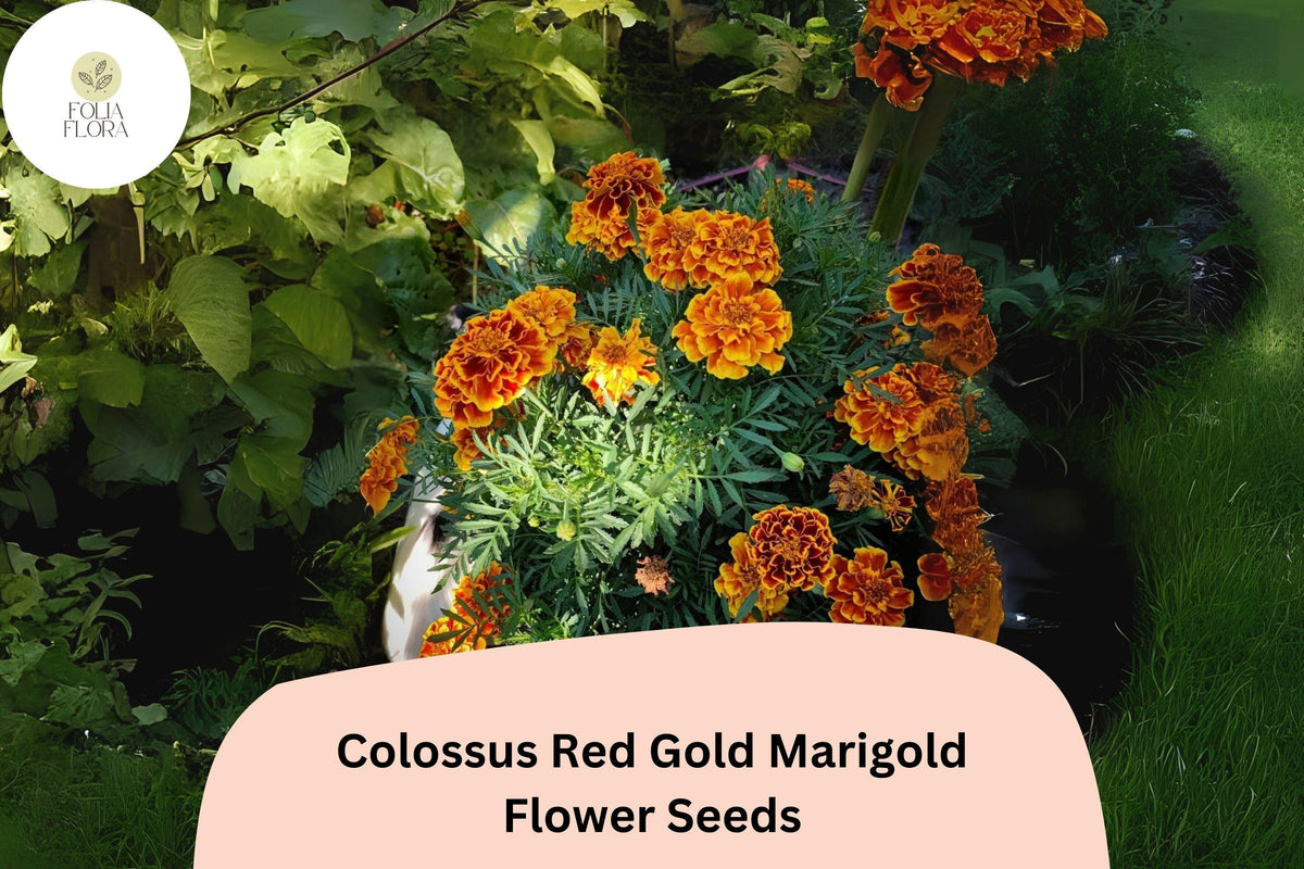 Colossus Red Gold Marigold Seeds | Giant African Tagetes erecta | Bright Red & Gold Blooms for Gardens & Containers