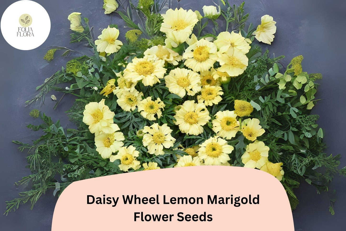 Lemon Marigold Seeds | Daisy Wheel Tagetes tenuifolia | Compact Yellow Blooms | Pollinator-Friendly Annual Flower