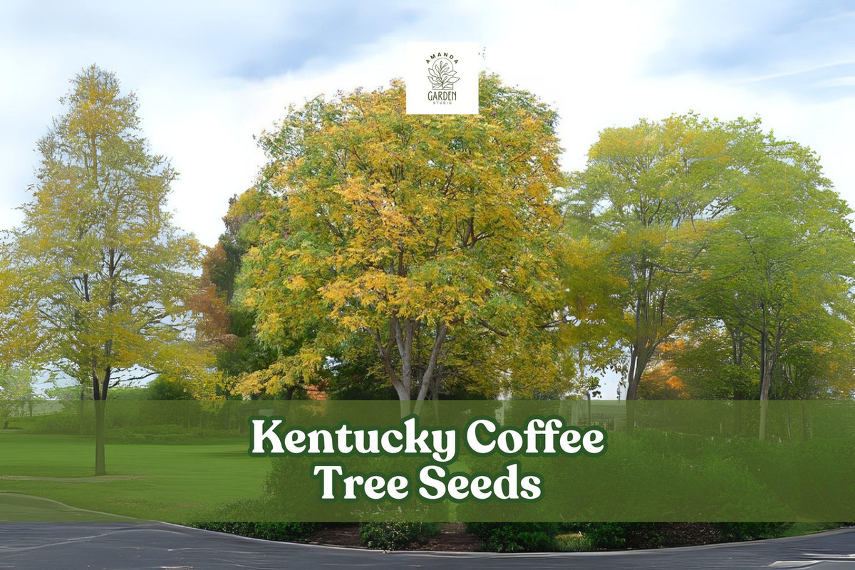 Kentucky Coffee Tree Seeds, Gymnocladus dioicus, Deciduous Ornamental Tree for Landscaping, 10 Seeds