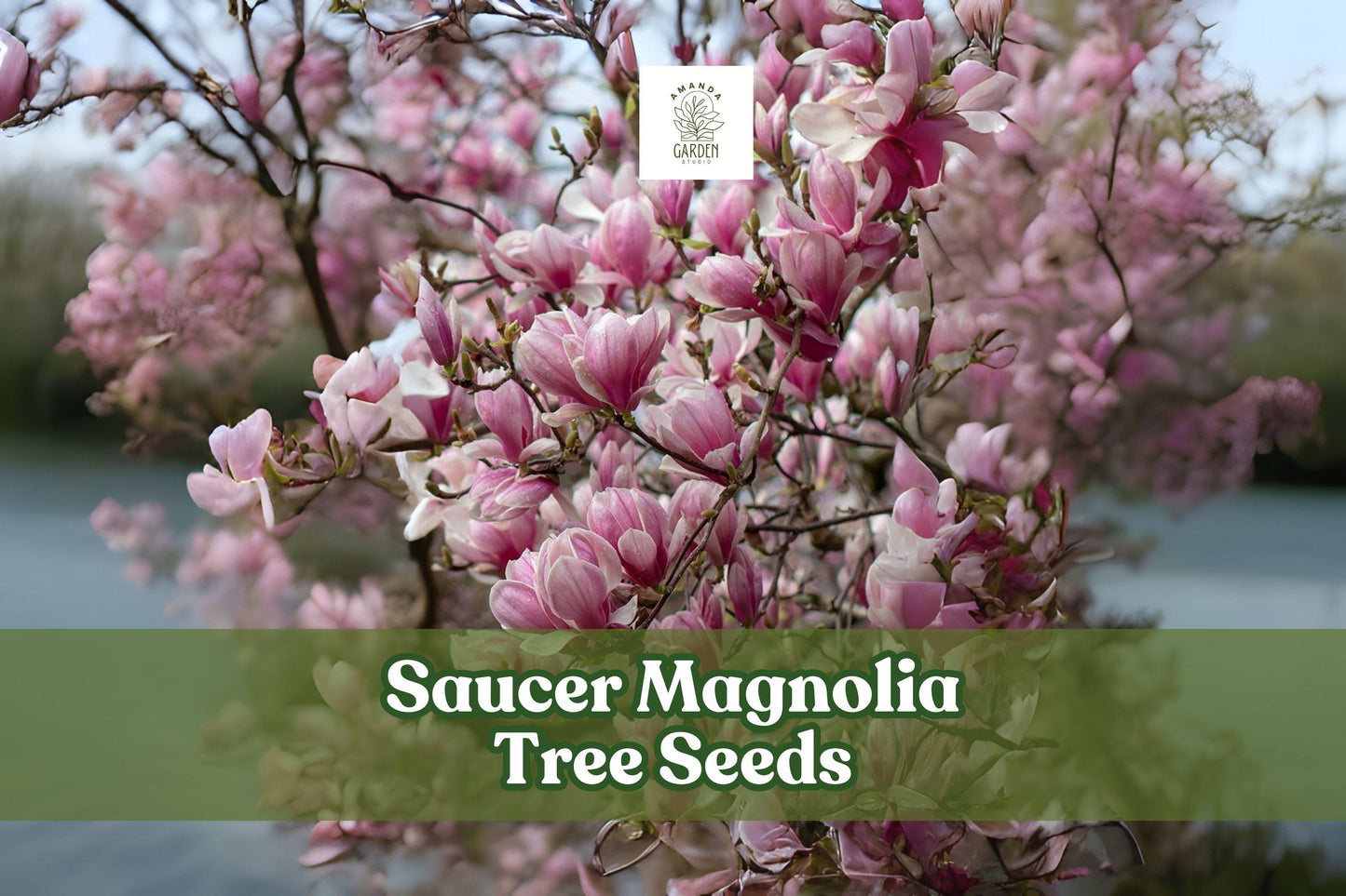 Saucer Magnolia Tree Seeds - Pink, Purple & White Blooms - Magnolia × soulangeana - Ornamental Flowering Tree