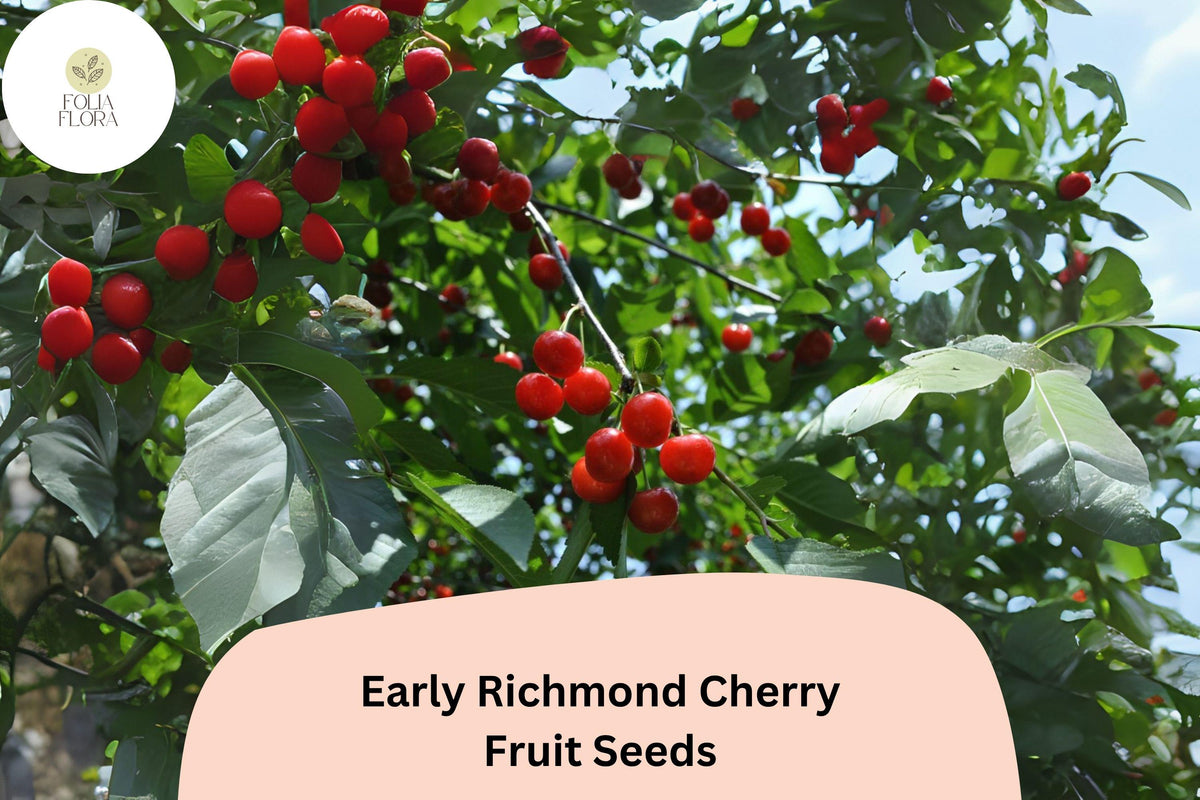 Early Richmond Cherry Seeds | Cold Hardy Sour Cherry Tree | Prunus cerasus | For Garden & Orchard Planting