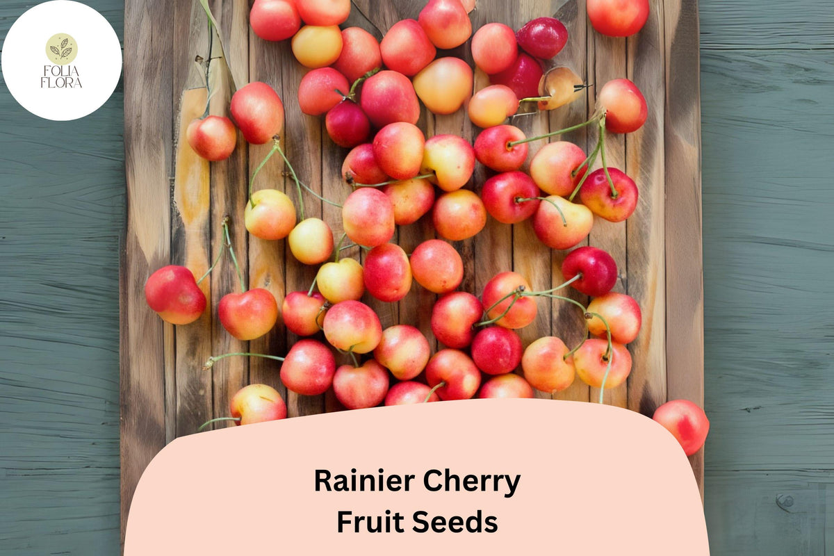 Rainier Cherry Tree Seeds | Prunus avium | Cold Hardy, Sweet Yellow-Red Fruit | Garden or Orchard Planting