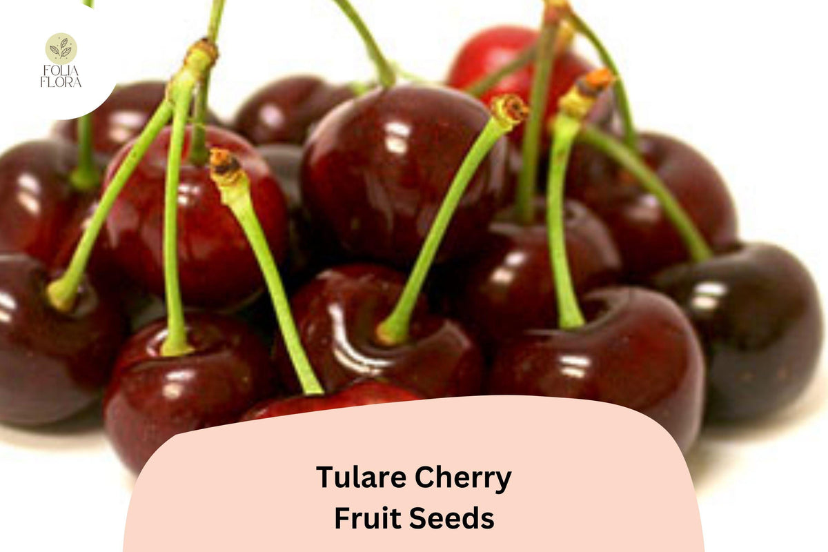Tulare Cherry Tree Seeds | Prunus avium | Sweet Red Fruit for Home Orchard & Backyard Garden