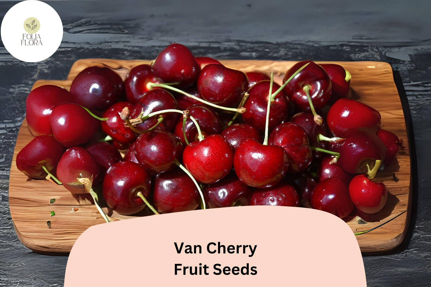 Van Cherry Tree Seeds – Non-GMO Fruit Tree Seeds for USDA Zones 4-8, Prunus avium ‘Van’, Sweet Dark Red to Black Cherries