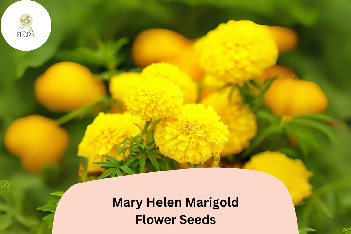 Mary Helen Marigold Seeds – Golden Yellow Blooms, Easy to Grow Tagetes Annual for Garden Beds, Borders, Containers