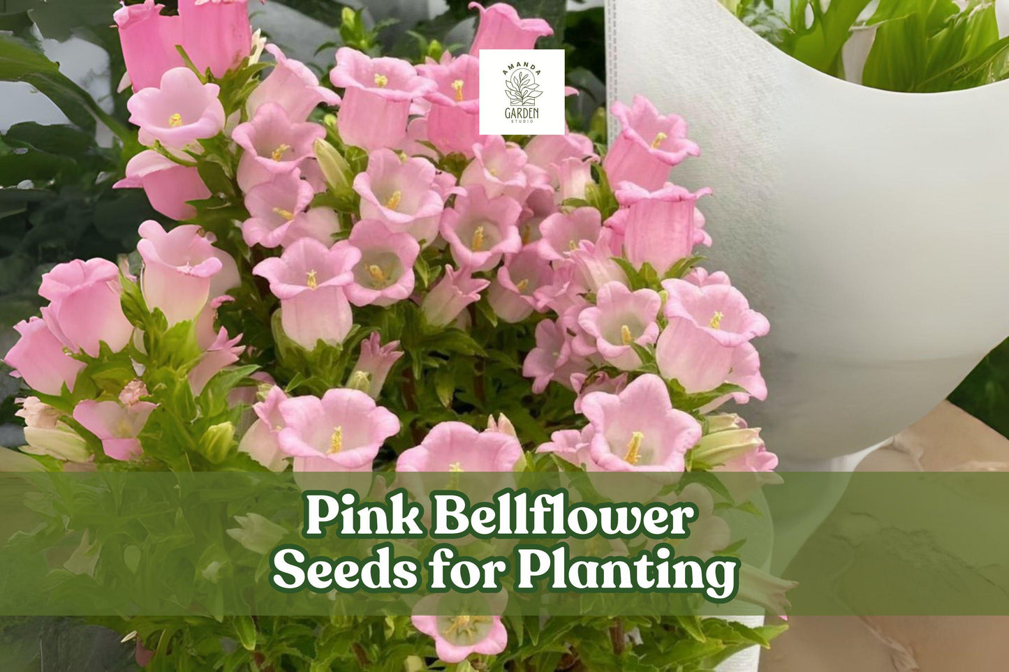 Pink Bellflower Seeds – Campanula medium – Cottage Garden, Border, Cutting Flower, Pink, Biennial