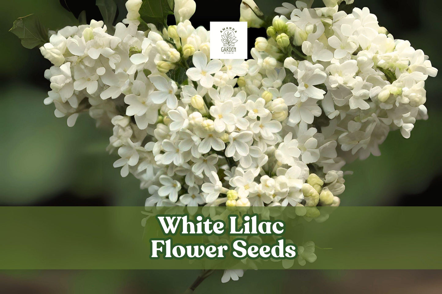 White Lilac Seeds - Fragrant Syringa vulgaris for Garden, Hedges & Borders, White Bloom, Pollinator Attractant