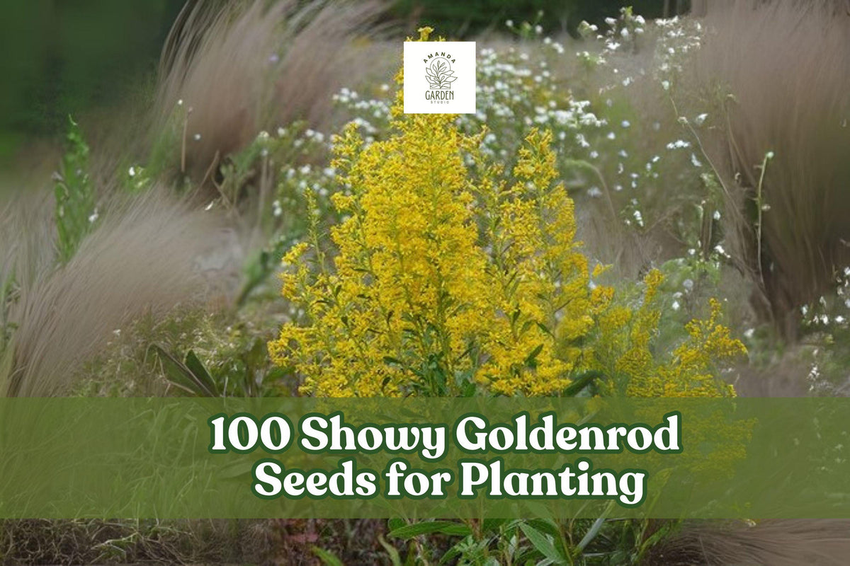 Showy Goldenrod Seeds - Native Perennial Wildflower for Pollinators, Bright Yellow, Solidago speciosa, 100 Seeds