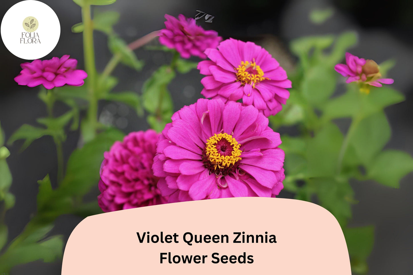 Violet Queen Zinnia Seeds – Tall Purple Blooms, Cut Flowers, Zinnia elegans, Butterfly & Pollinator Friendly