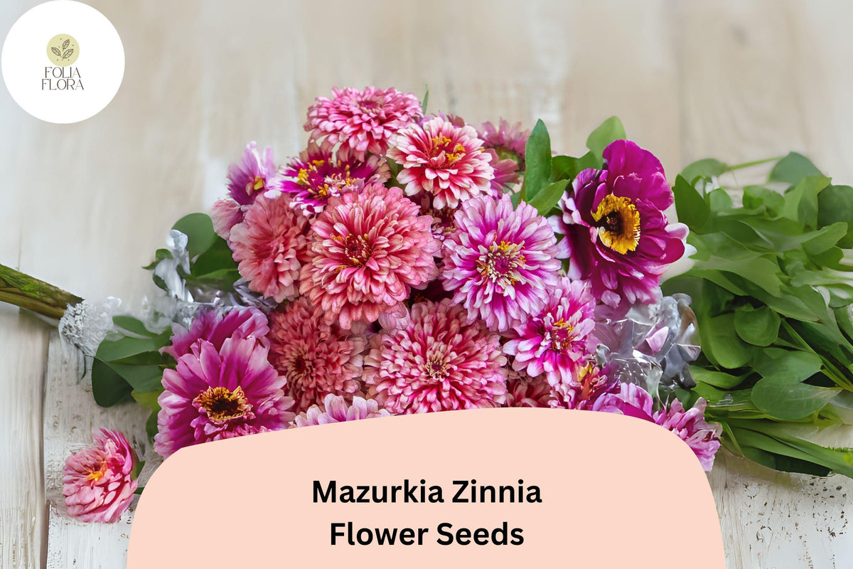 Zinnia Seeds Pink & White Bicolor, Pollinator Garden, Zinnia elegans ‘Mazurkia’, Annual Flower Seeds, Butterfly & Bee Attractant