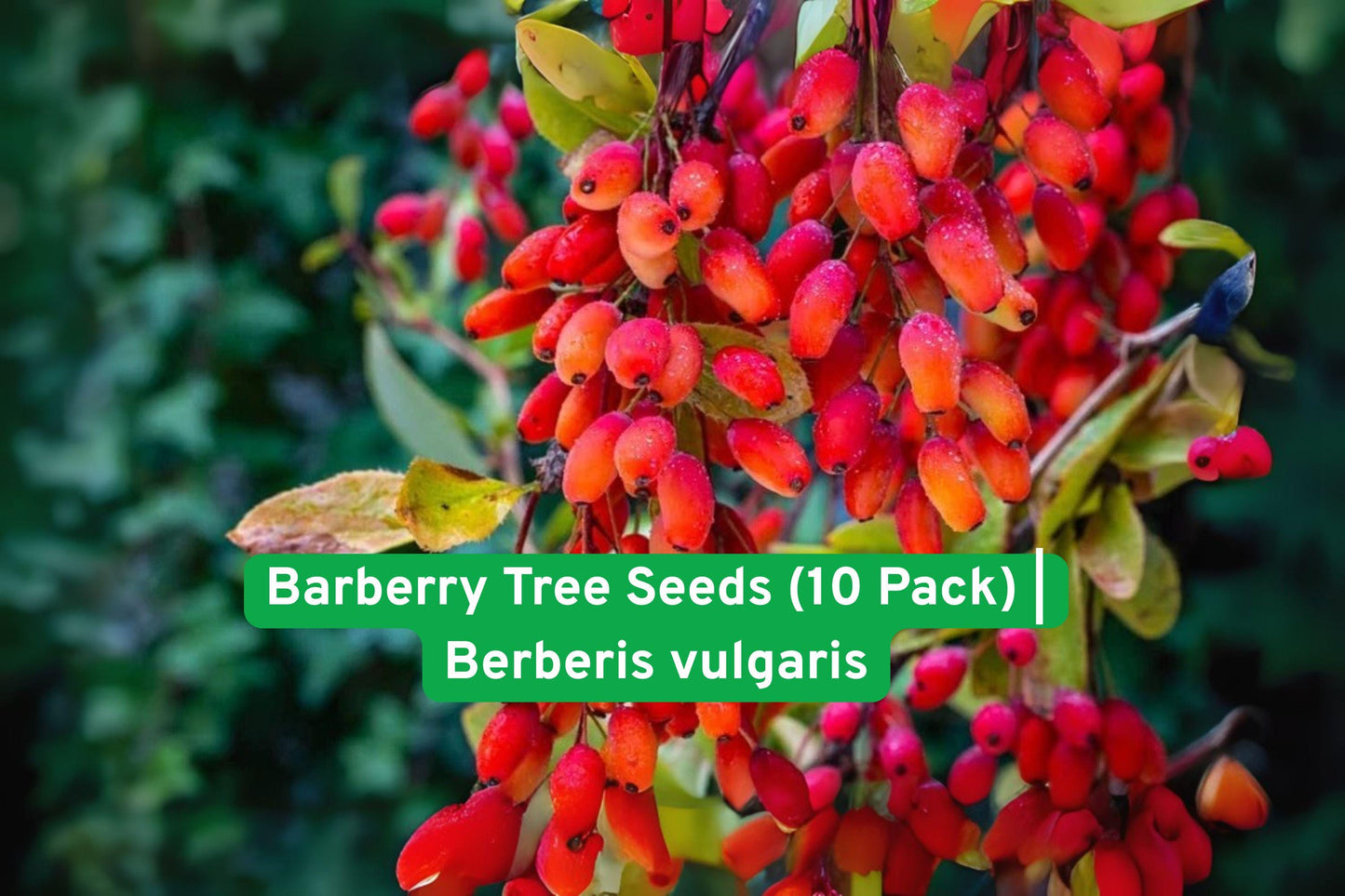 Barberry Tree Seeds - Berberis vulgaris Edible Red Berries, Ornamental Shrub for Hedges & Landscaping, 10 Fresh Seeds
