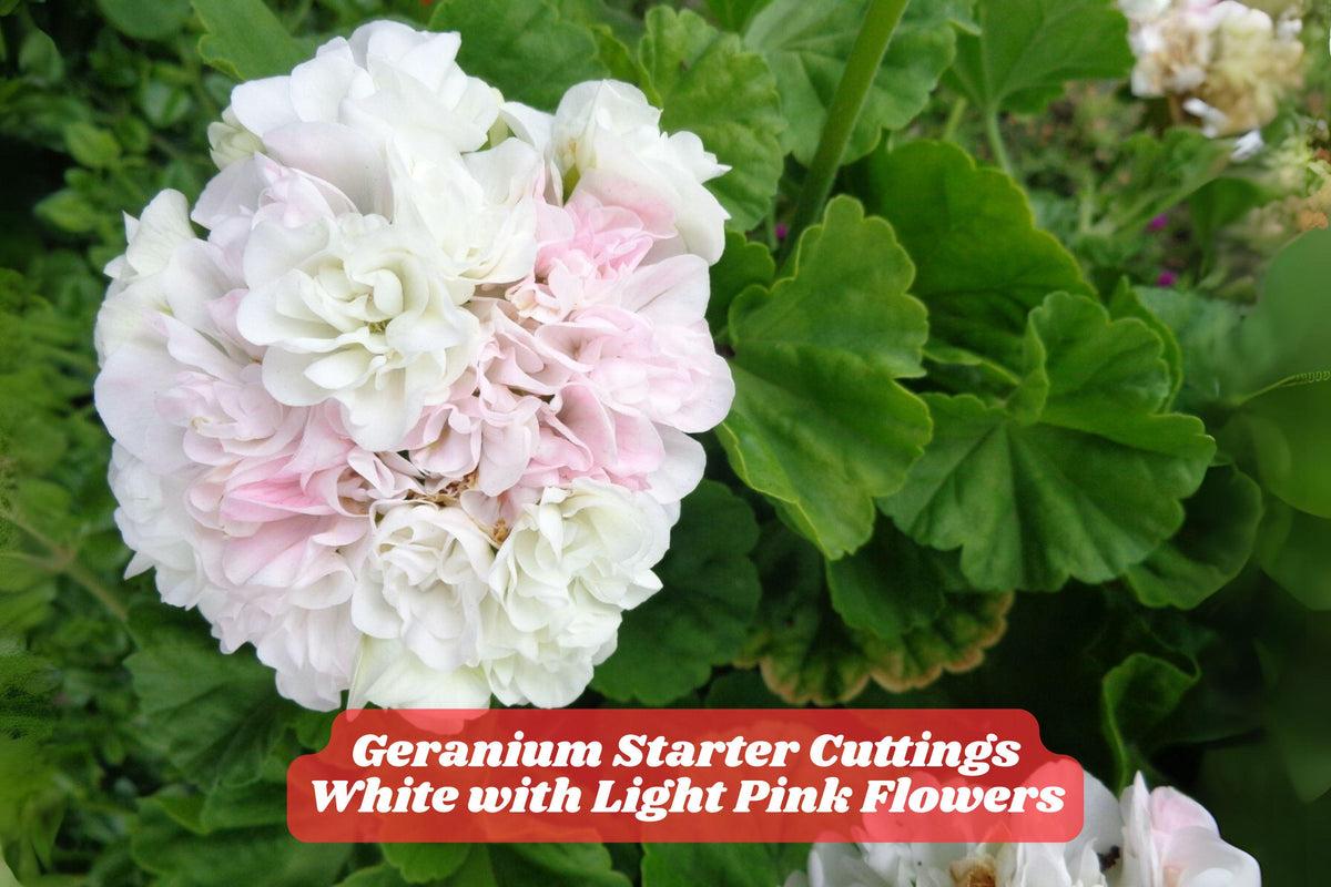 White & Light Pink Geranium Cuttings – Unrooted Pelargonium Starter Plants for Garden, Container, Border, USDA Zones 5-10