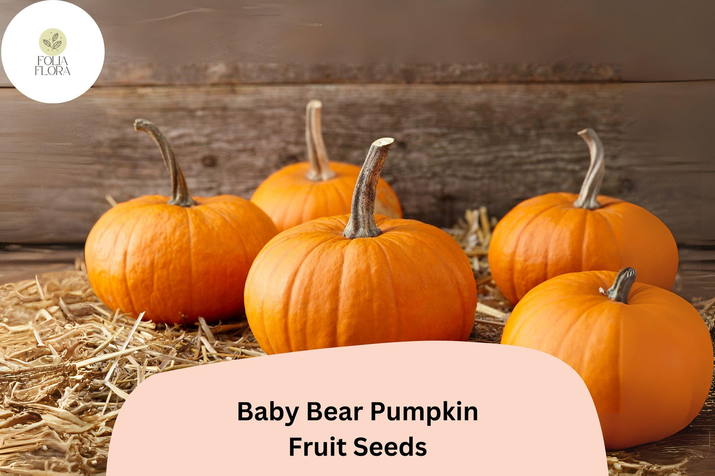 Baby Bear Pumpkin Seeds | Miniature 1-2 lb Cucurbita pepo Vines for Pies, Carving & Fall Decor, Compact, All-America Selections Winner