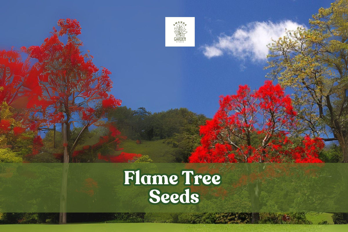 Delonix regia Flame Tree Seeds – Tropical Red Blooms, Bonsai & Landscape Plant, Ornamental Tree