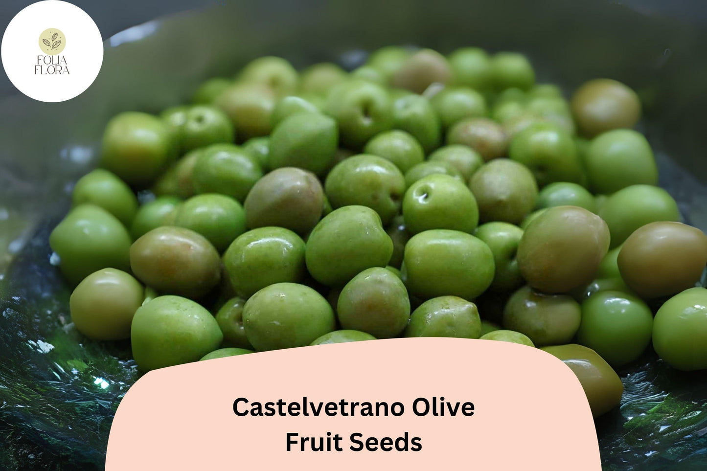 Castelvetrano Olive Seeds | Olea europaea | Italian Green Olive Tree for Garden & Container Growth