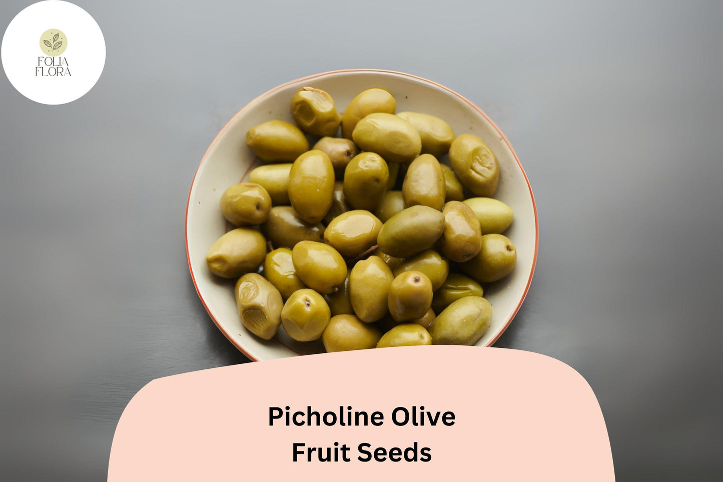 Picholine Olive Seeds | French Heirloom Olea europaea for Mediterranean Garden, Bonsai & Container Planting