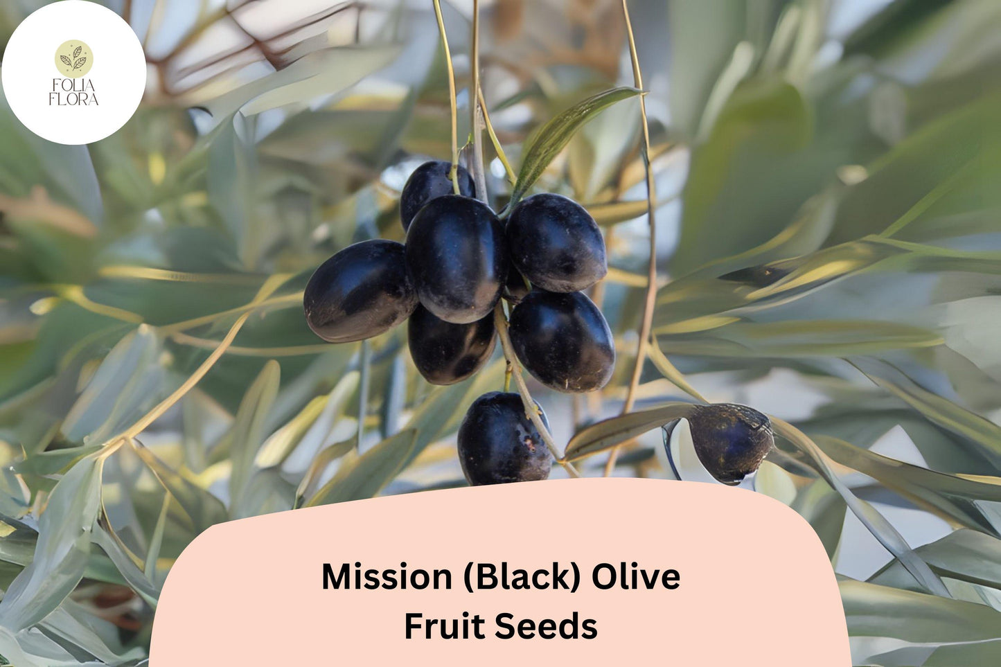 Mission Olive Tree Seeds – Olea europaea Heirloom Variety for Bonsai, Mediterranean Gardens, Drought-Tolerant, Evergreen, Fruit Production