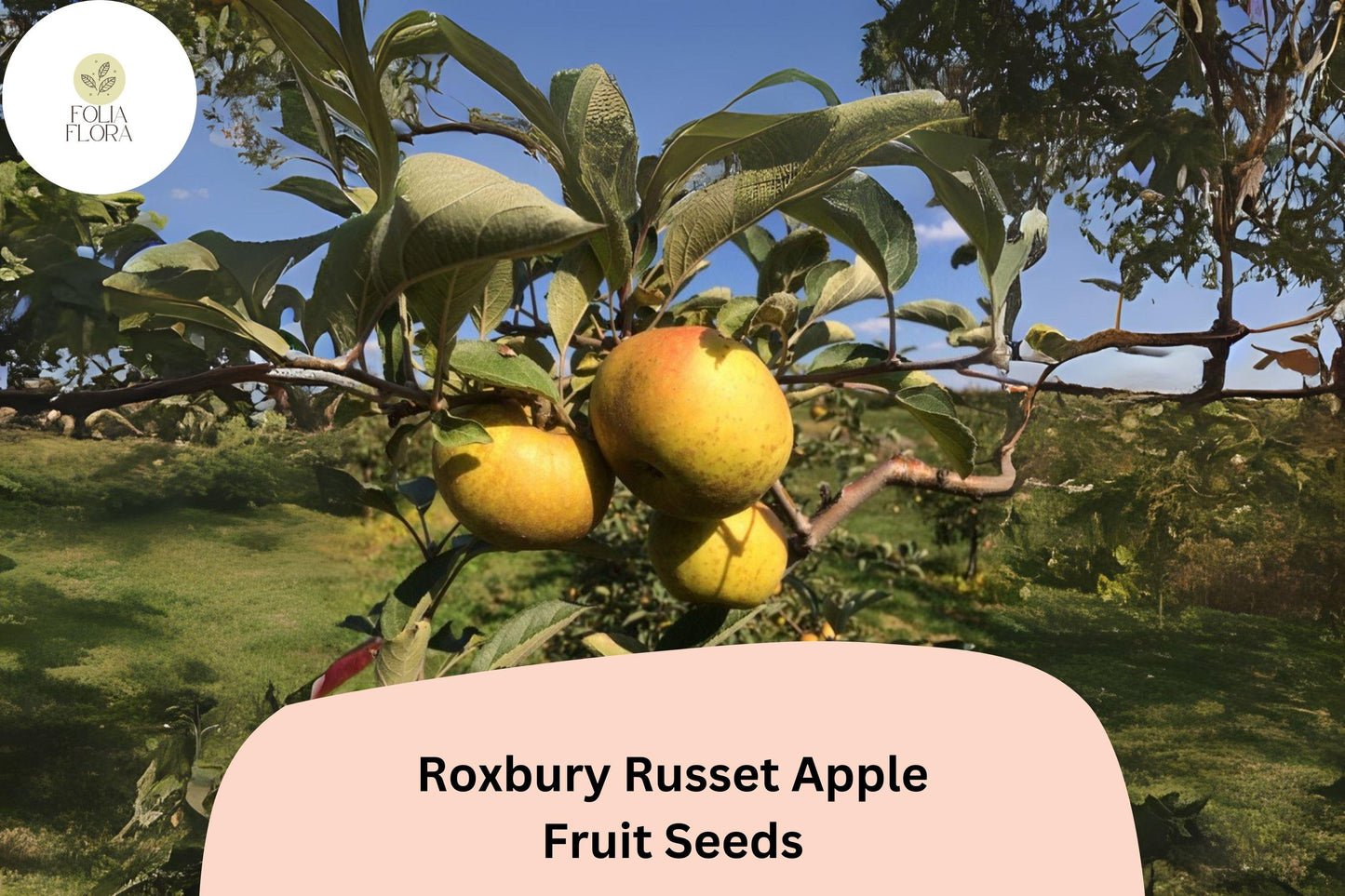 Roxbury Russet Apple Seeds | Heirloom Malus domestica for Orchard & Garden Planting | Historic Apple Variety
