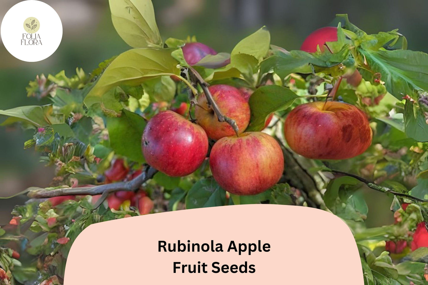 Rubinola Apple Seeds – Rare Heirloom Variety, Golden-Yellow Skin, Sweet-Tart Flavor, Malus domestica, Cross Prima × Rubinette