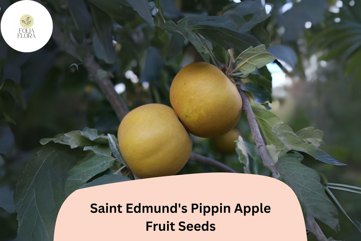 Saint Edmund’s Pippin Apple Seeds | Rare Heirloom Russet Variety | Malus domestica | Golden Russet Apples for Orchard & Garden