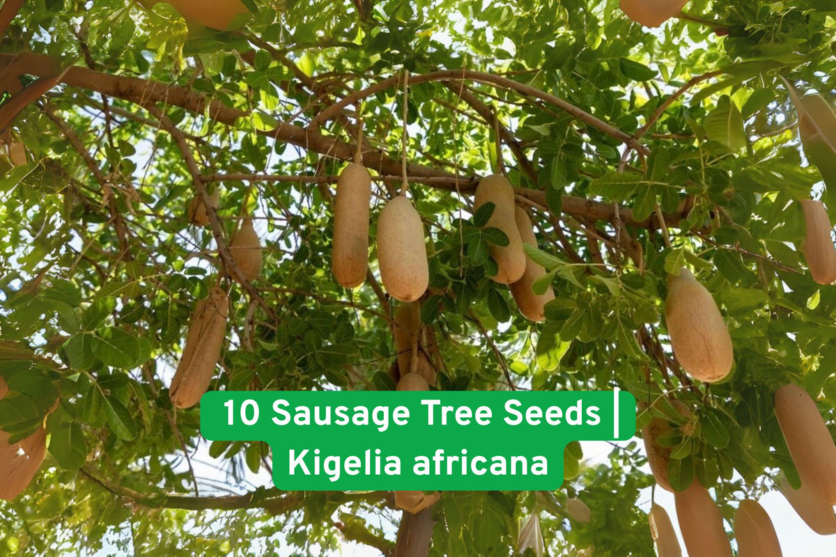 Sausage Tree Seeds - Kigelia africana - Exotic African Ornamental Tree - 10 Non-GMO Fresh Seeds for Planting