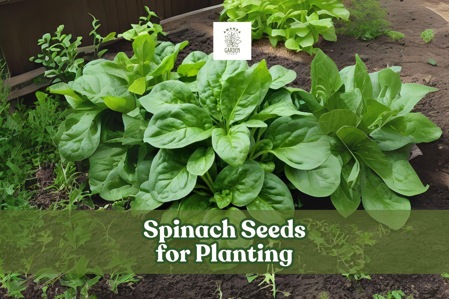Space Hybrid Spinach Seeds – Fast Growing, Nutritious Green Leafy Vegetable, Spinacia oleracea