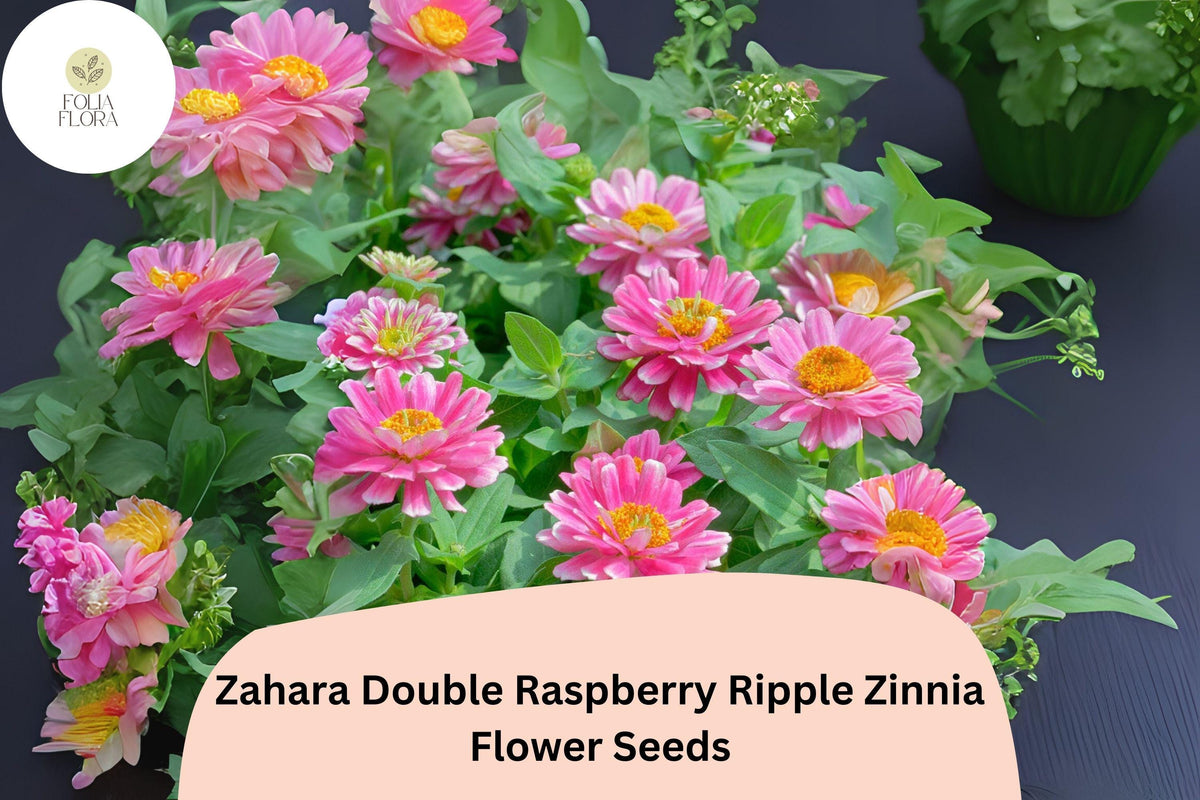 Zinnia Seeds – Zahara Double Raspberry Ripple – Pink & White Bi-Color Blooms – 100+ Non-GMO Zinnia marylandica