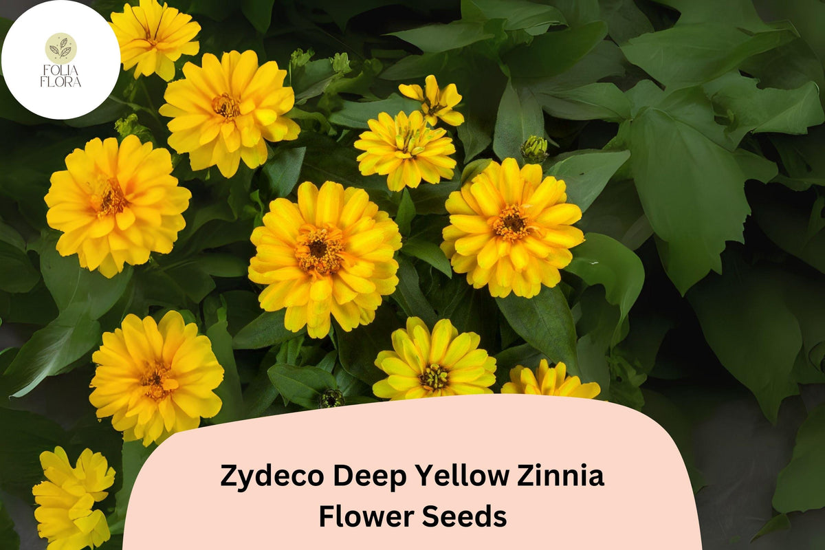 Zinnia Seeds 100+ Zydeco Deep Yellow Non-GMO Flower Seeds for Garden Beds, Borders & Cut Flowers - Zinnia elegans