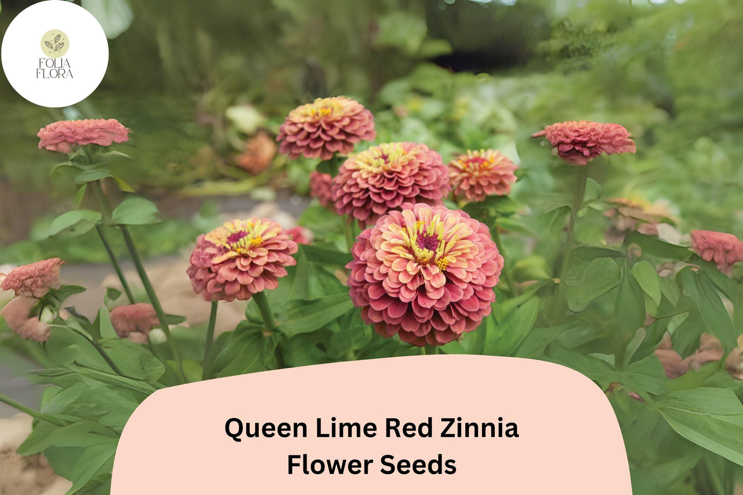 Queen Lime Red Zinnia Seeds - Zinnia elegans, Red & Lime Green Blooms, Annual Flower for Gardens & Bouquets
