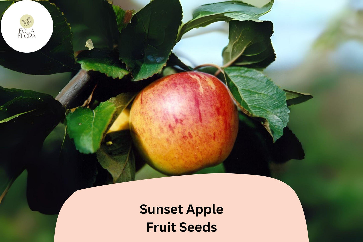 Sunset Apple Seeds | Malus domestica | Classic English Dessert Apple Variety | Orange-Red Skin, Crisp & Sweet
