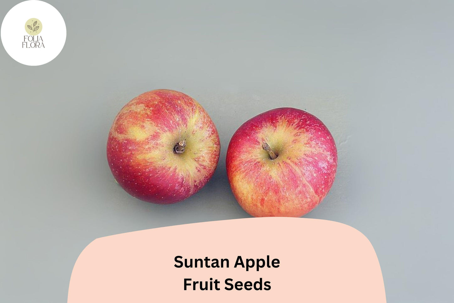Suntan Apple Seeds | 25+ Malus domestica Late Season English Variety for Home Garden, Sweet & Aromatic Fruit